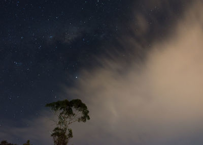 Low angle view of tree against sky at night