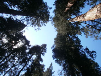 Low angle view of trees against sky