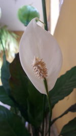 Close-up of flower blooming outdoors