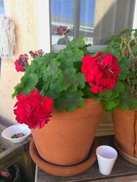 Close-up of flower pot