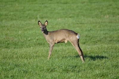 Full length of a horse on field