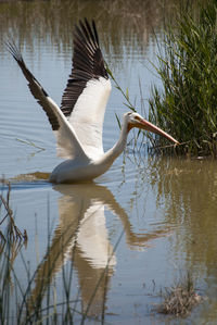 Bird flying over lake