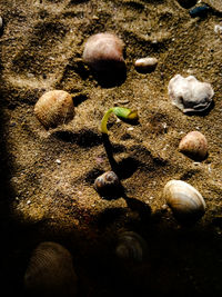 High angle view of shells on beach