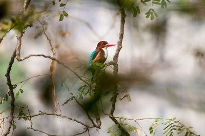 Bird perching on a tree