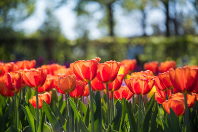 Close-up of red tulips in field