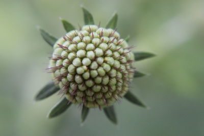 Close-up of white flower