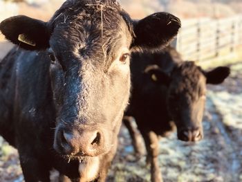 Portrait of cow on field