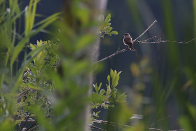 Close-up of a bird on plant