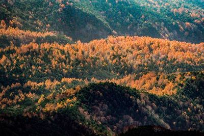 Scenic view of forest