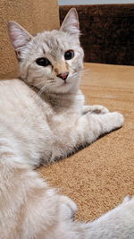 Portrait of cat relaxing on rug at home