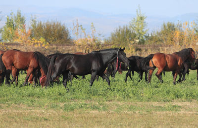 Horses in a field