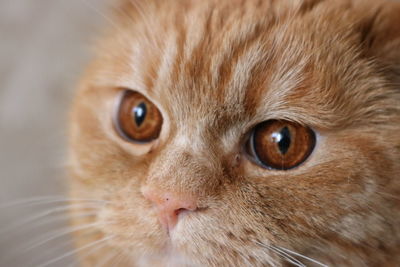 Close-up portrait of cat