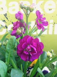Close-up of pink flowers blooming outdoors