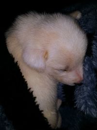 High angle view of puppy sleeping against black background