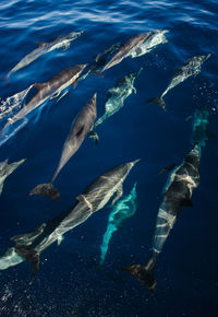 High angle view of fish swimming in sea