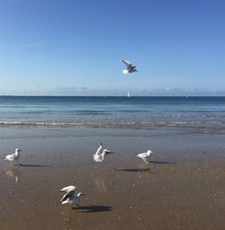 Seagulls flying over sea