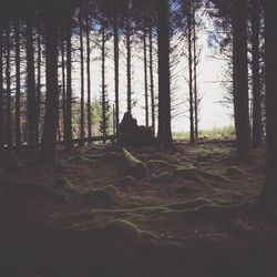 Silhouette trees in forest against sky