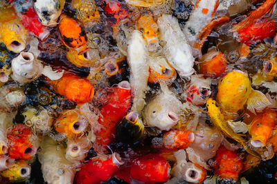 High angle view of koi carps swimming in pond