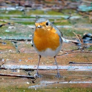 Close-up of bird