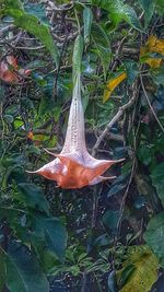 animal wildlife