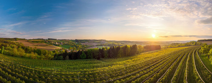 Scenic view of vineyard against sky during sunset