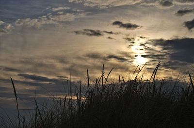 Silhouette plants on land against sky during sunset