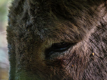 Close-up of a horse