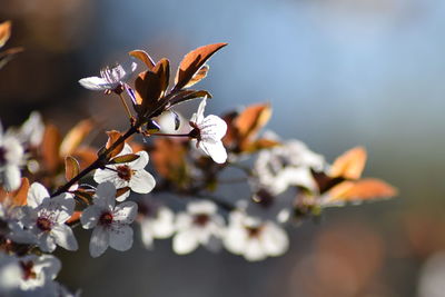 Close-up of cherry blossom plant