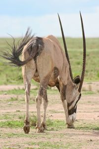 Closeup portrait of gemsbok oryx gazella grazing etosha national park, namibia.