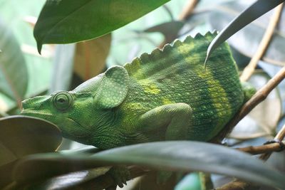 Close-up of chameleon on plant outdoors