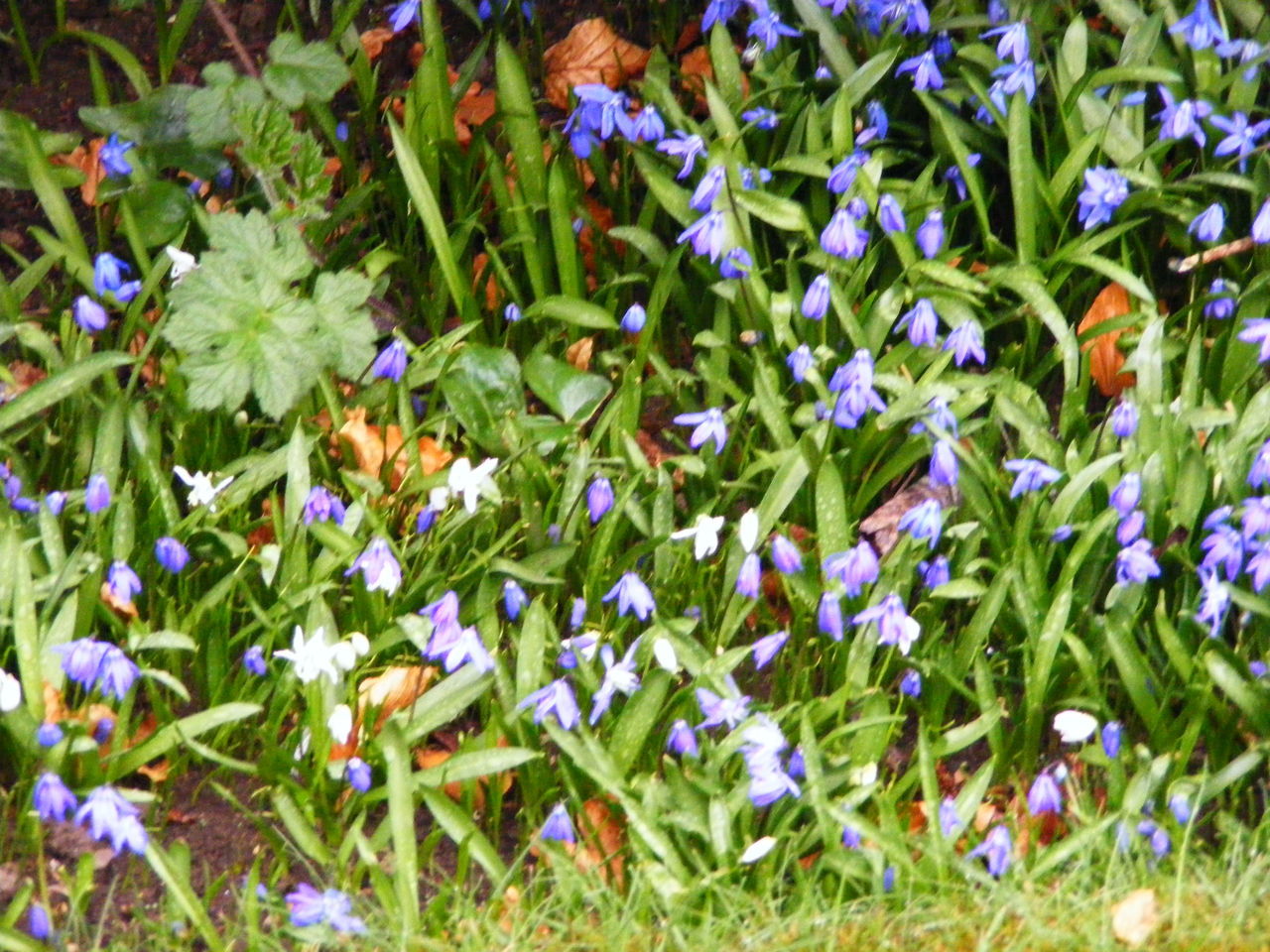HIGH ANGLE VIEW OF CROCUS BLOOMING ON FIELD