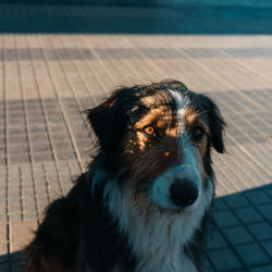 Close-up portrait of dog