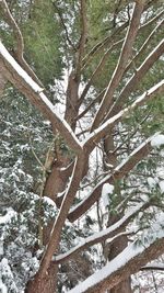 Low angle view of tree