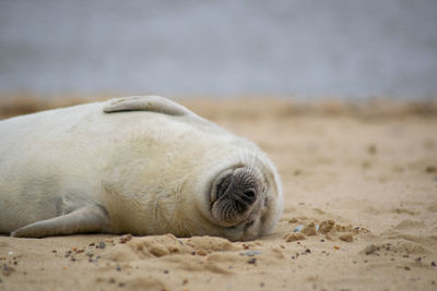 View of animal sleeping on beach