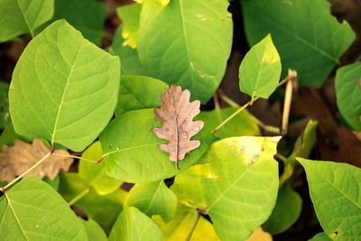 Close-up of leaves