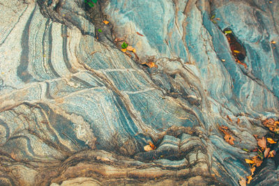 Full frame shot of tree trunk rock