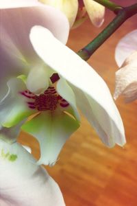 Close-up of white flowers