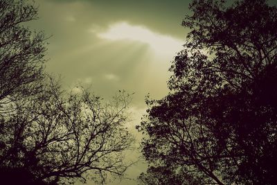 Low angle view of trees against sky