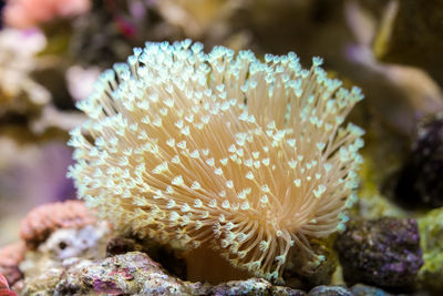 Close-up of coral in sea