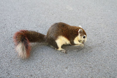 Portrait of squirrel