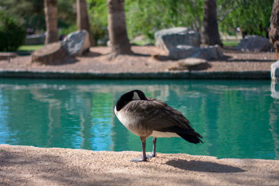 Bird perching on a lake