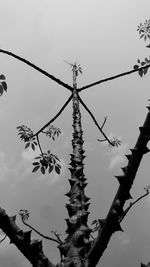 Low angle view of bird on tree against sky