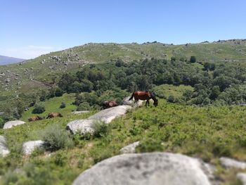 View of a horse on landscape