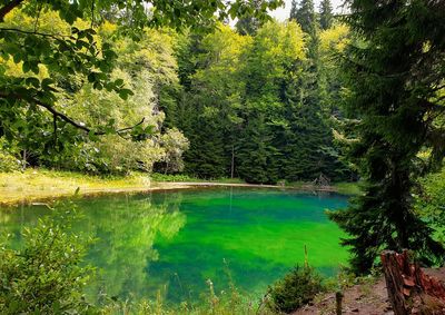 Scenic view of lake amidst trees in forest