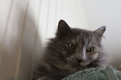 Grey cat looking over the edge of a bare mattress indoors