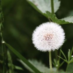 Close-up of dandelion flowers