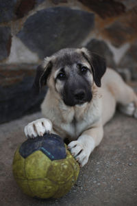 Portrait of cute puppy sitting on ball