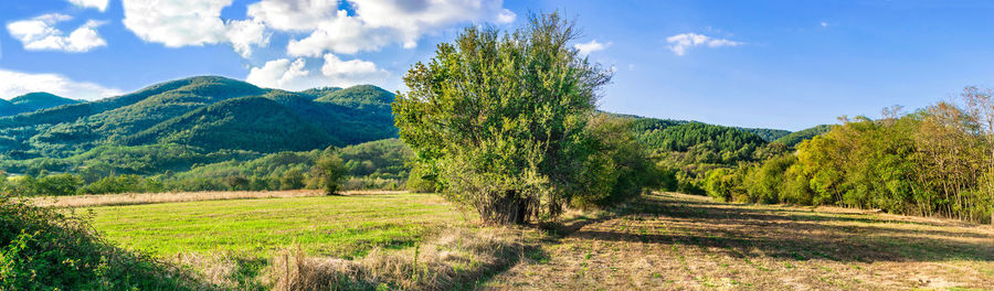 Scenic view of agricultural field against sky