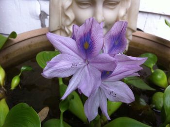 Close-up of iris blooming outdoors