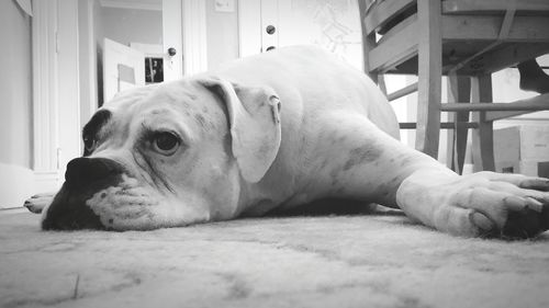 Dog relaxing on rug at home